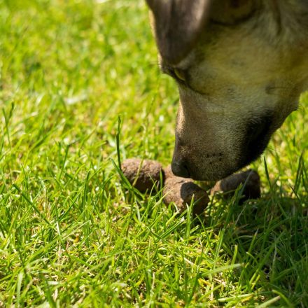 why-is-my-dog-eating-poop